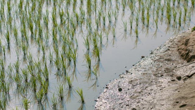 Ducks Grazing in Rice Fields