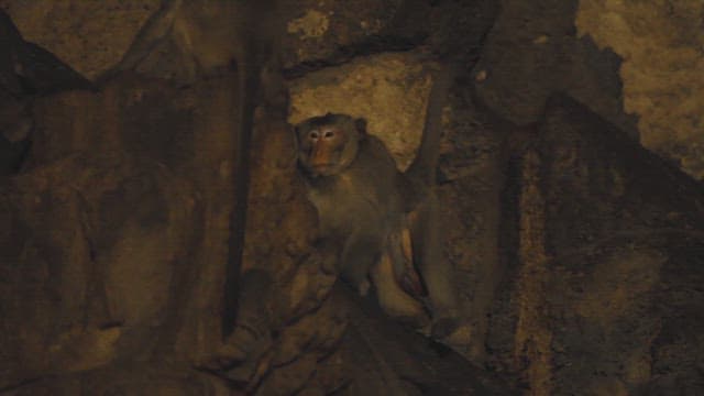 Monkeys Gathering on Ancient Stone Ruins at Night