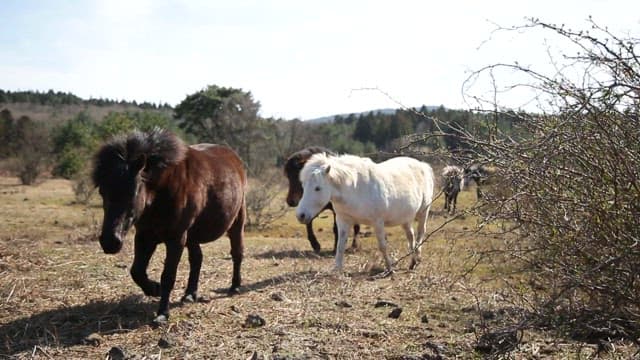Ponies leisurely walking on a field with grass
