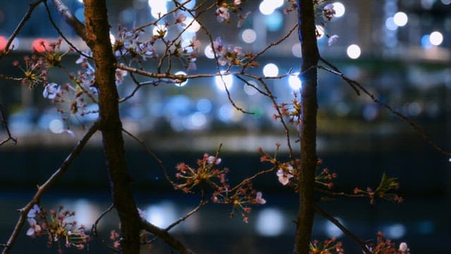 Cherry blossoms at night with city lights