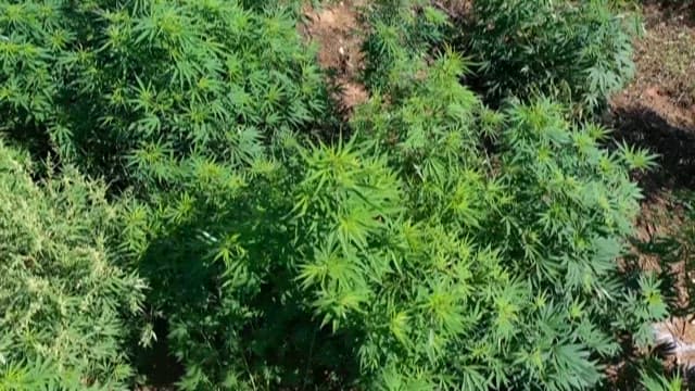 Green Lush Hemp Fields