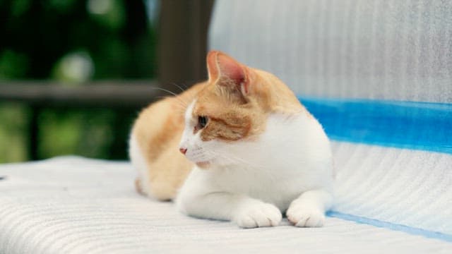Cat relaxing on an outdoor bench