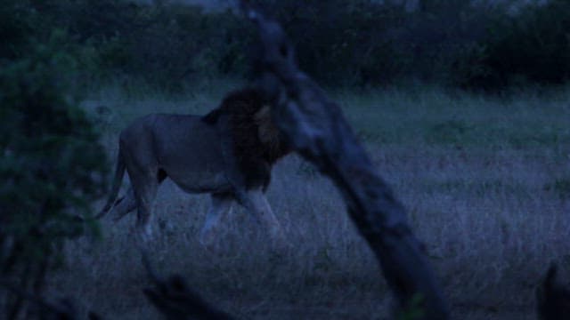 Majestic Lion Roaming in the Grassland in the Twilight