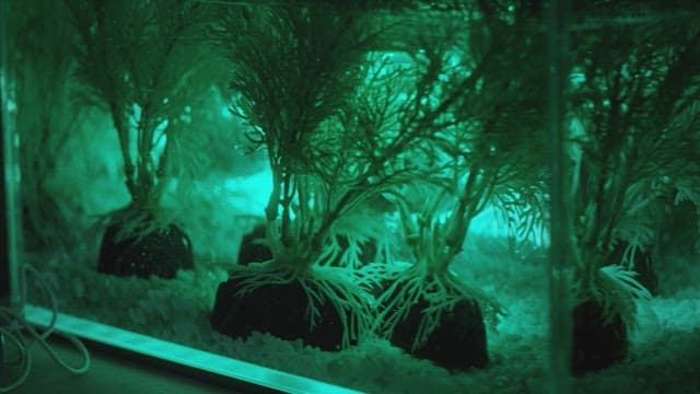 Girl sleeping next to a small, illuminated aquarium with plants.