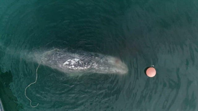 Aerial View of a Gray Whale Next to a Buoy