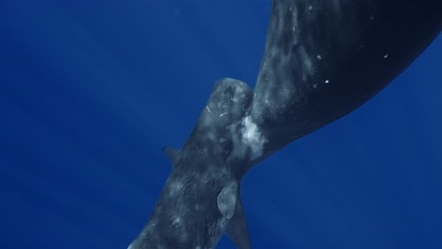 Baby sperm whale suckling its mother's milk