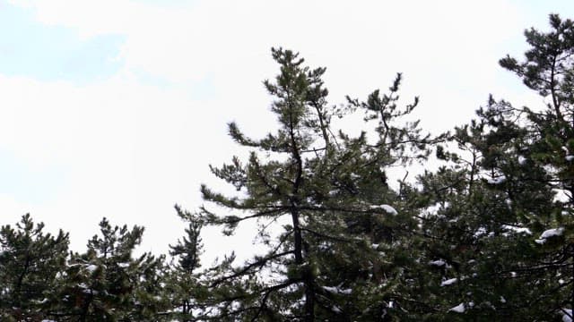 Snow-covered pine tree branches in a cold winter forest