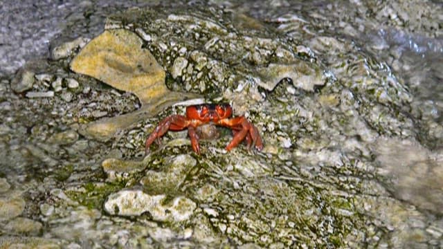 Crab on the Rocky Shore