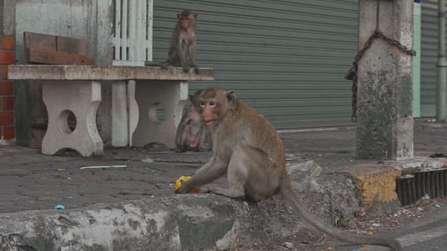 Monkey Sitting on the Street and Looking Around