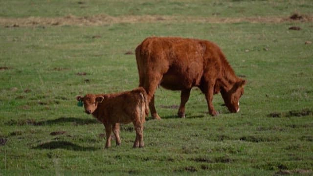 Cattle Grazing in a Green Pasture