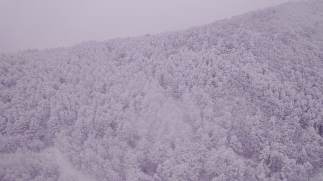 Superb View of a forest completely covered in snow