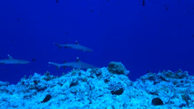 Sharks swimming in the deep blue ocean