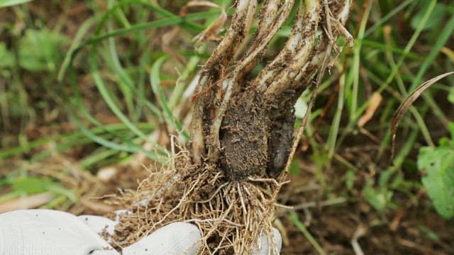 Harvesting fresh chives from the green fields
