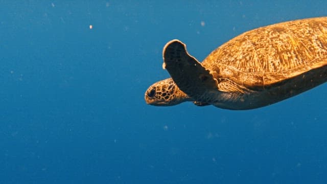 Serene sea turtle swimming in the ocean