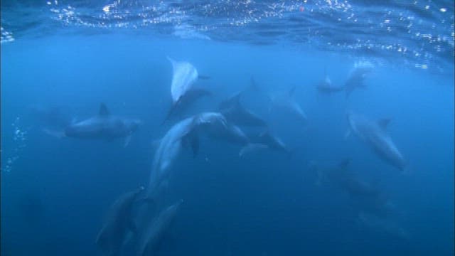 Pod of Dolphins Swimming Underwater