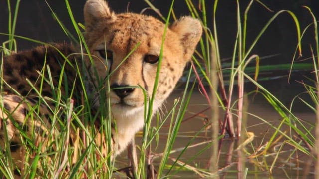 Cheetah Quenching its Thirst at the Water's Edge
