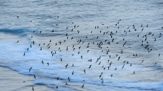 Flock of birds flying over the ocean in the early morning