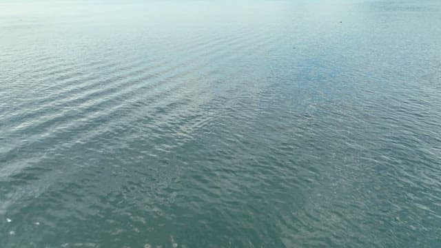 Finless porpoise swimming in the clear sea
