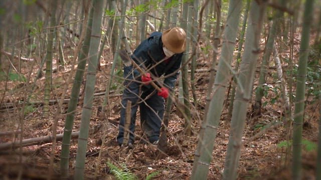 Digging and harvesting a bamboo shoot in the bamboo forest