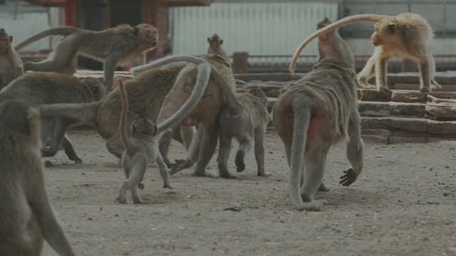 Monkeys Fighting Violently on the Ground