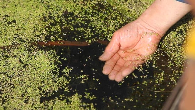 Hand touching the green aquatic plants filling the wetlands