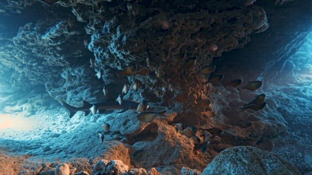 Diver and Fishs Wandering around an Underwater Cave