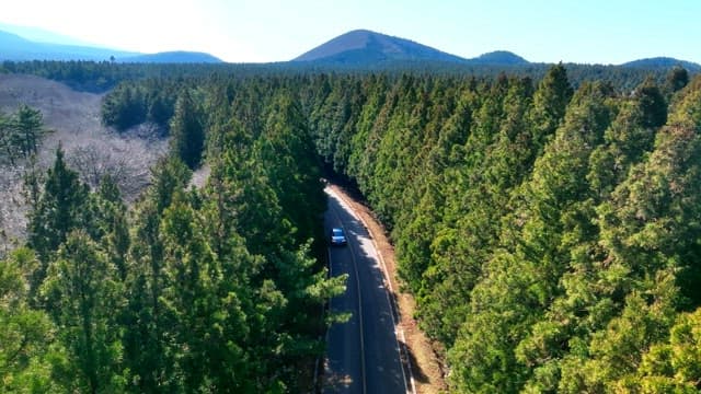 Car driving through a forest road