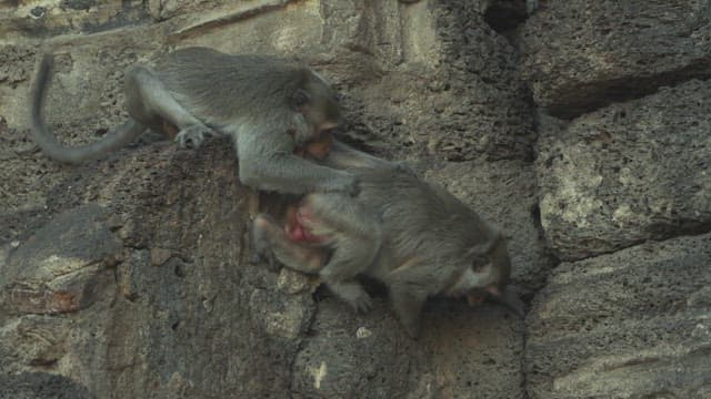 Monkeys Fighting on a Stone Structure in Ancient Temple