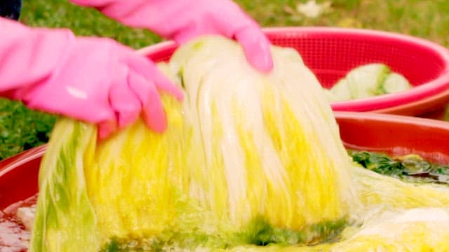 Washing fresh cabbage in clean water with rubber-gloved hands