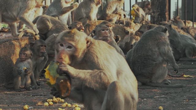 Monkeys Sitting Together on the Ground and Eating